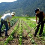 farm worker
